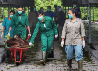 A Trailblazer with a Heart for Nature with Kaemita Boediono