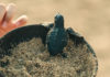 Conscious Marine Life Conservation at The Meru Sanur and Bali Beach Hotel, The Heritage Collection