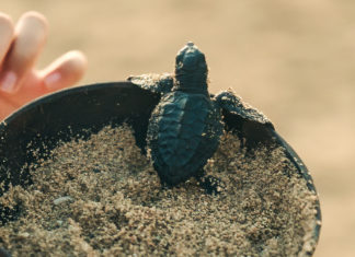 Conscious Marine Life Conservation at The Meru Sanur and Bali Beach Hotel, The Heritage Collection