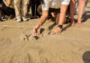 At Jumeirah Bali, Turtles Take Small Steps to Eco-Consciousness