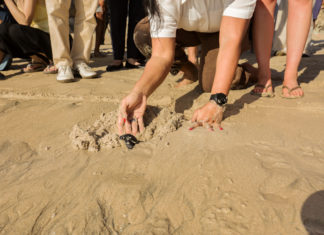 At Jumeirah Bali, Turtles Take Small Steps to Eco-Consciousness